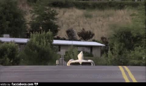 gif animata
