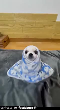 gif animata