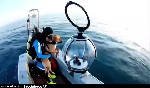Gif Animata