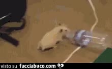 Gif Animata