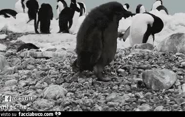 gif animata