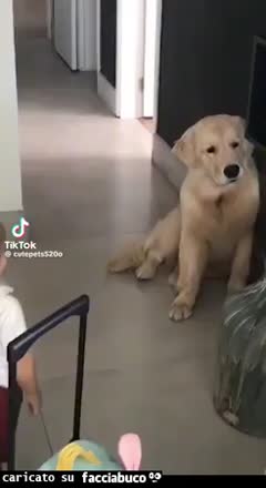 Gif Animata