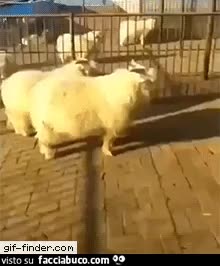 Gif Animata
