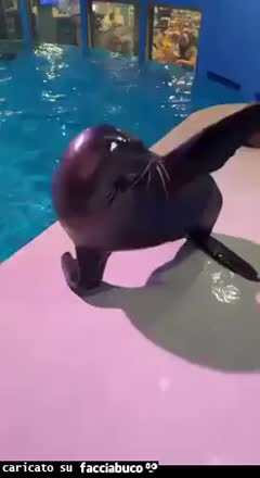 Gif Animata