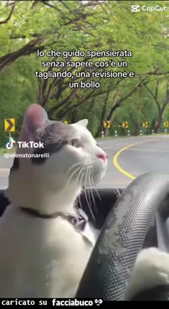 gif animata