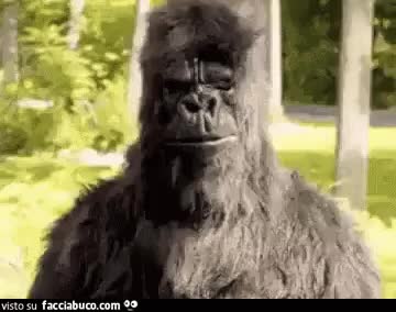 gif animata