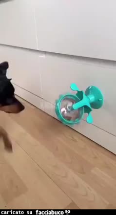 Gif Animata