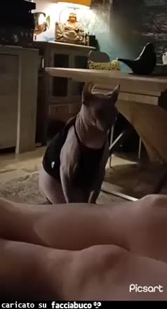 Gif Animata