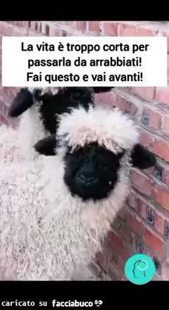 Gif Animata