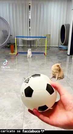Gif Animata