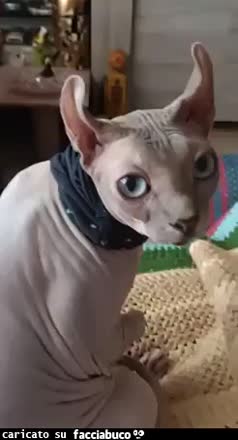 Gif Animata
