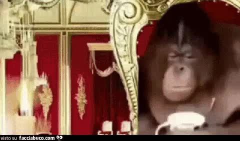gif animata