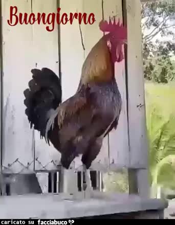Gif Animata