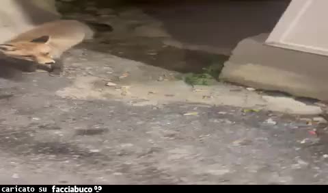 Gif Animata