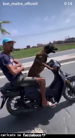 Gif Animata