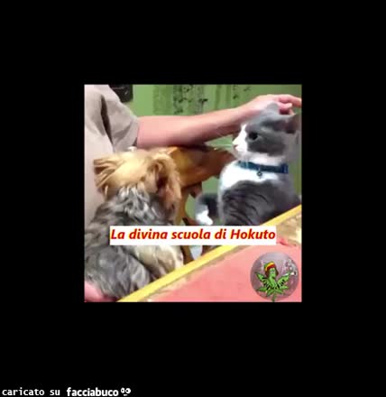 Gif Animata