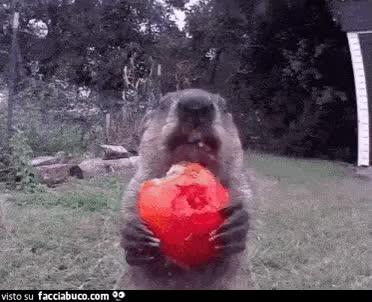 gif animata