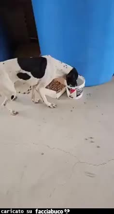 Gif Animata