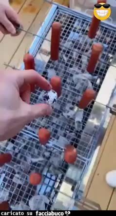Gif Animata