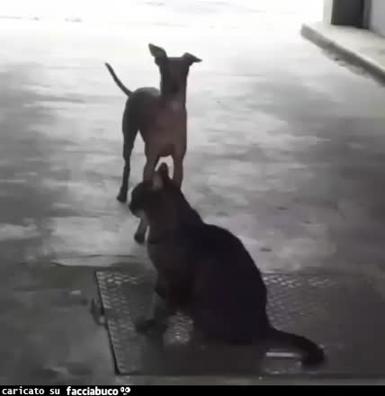Gif Animata