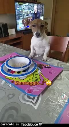gif animata