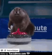 Marmotte in curling