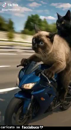 Gif Animata