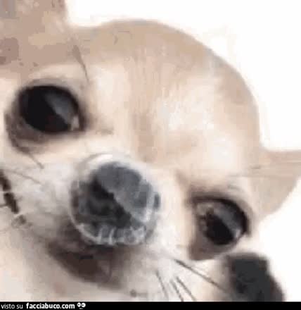gif animata