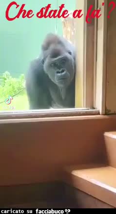 Gif Animata