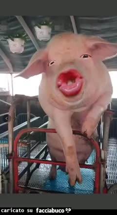 gif animata