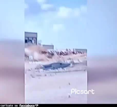 Gif Animata