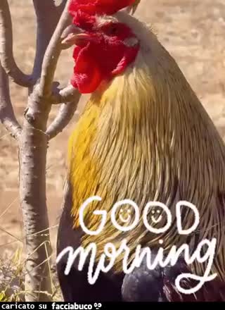 Gif Animata
