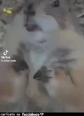 Gif Animata
