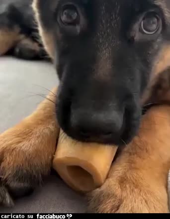 Gif Animata