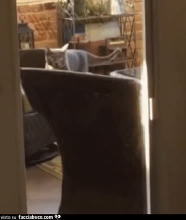 gif animata