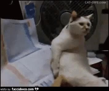 gif animata