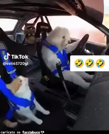 Cane volante guida veloce