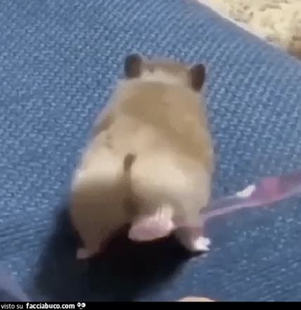 Gif Animata