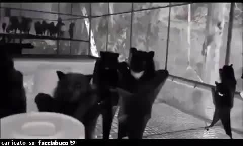 gif animata