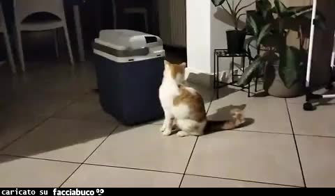 Gatti