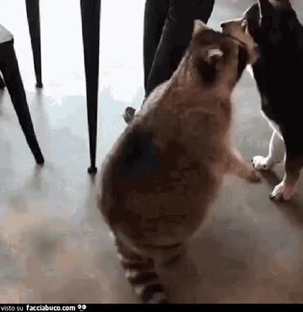 gif animata