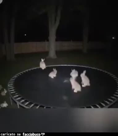 Gif Animata