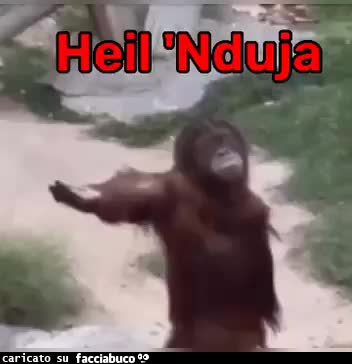 gif animata