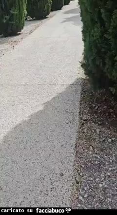 Gif Animata