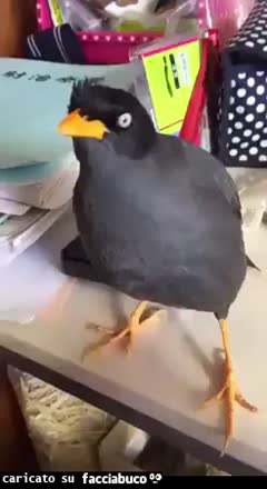 Gif Animata