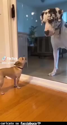 Cani alano chihuahua abbaiare