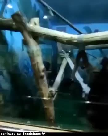 gif animata