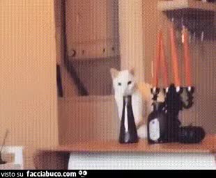 gif animata