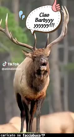 gif animata