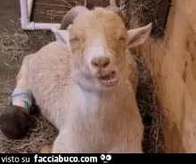 gif animata